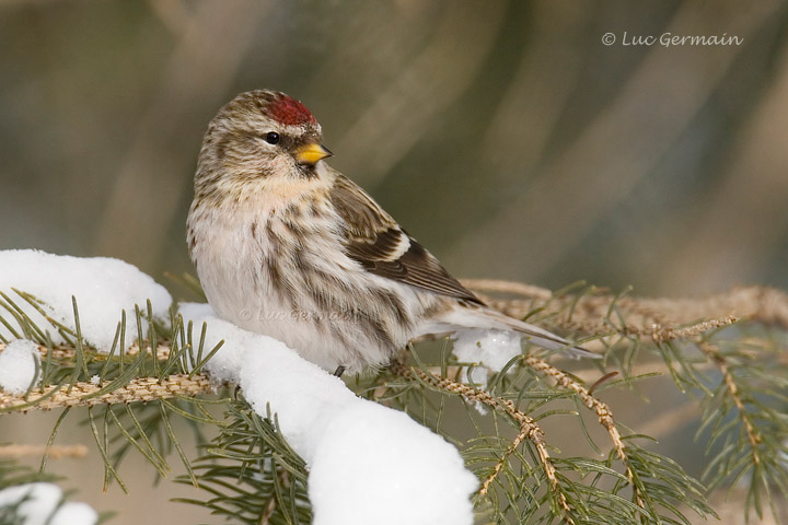 Photo - Common Redpoll