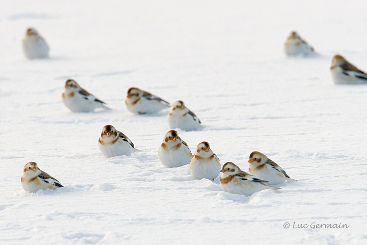 Photo - Plectrophane des neiges