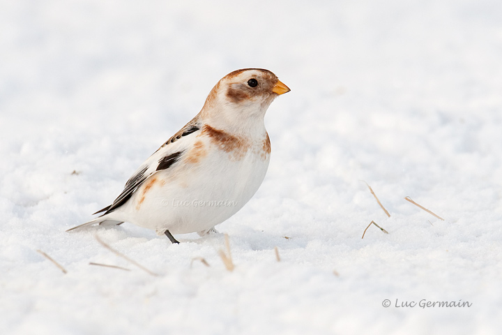 Photo - Plectrophane des neiges