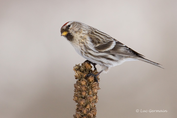 Photo - Common Redpoll