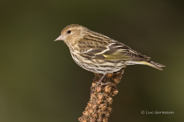 Photo - Pine Siskin