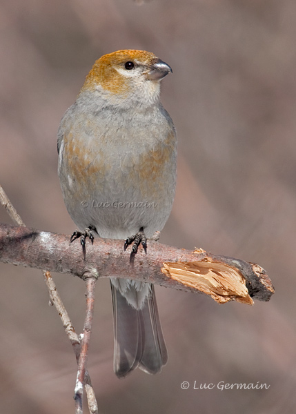 Photo - Pine Grosbeak