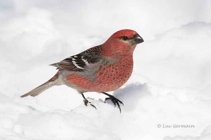 Photo - Pine Grosbeak