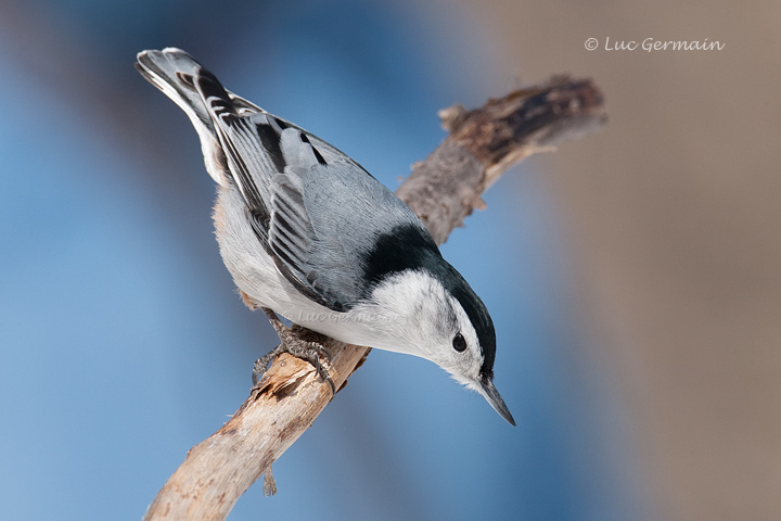 Photo - White-breasted Nuthatch