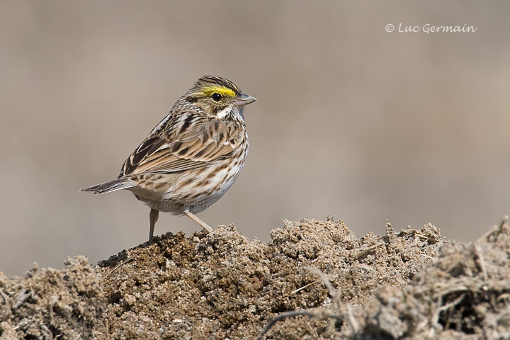 Photo - Bruant des prés