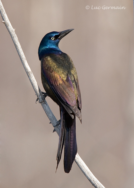 Photo - Common Grackle