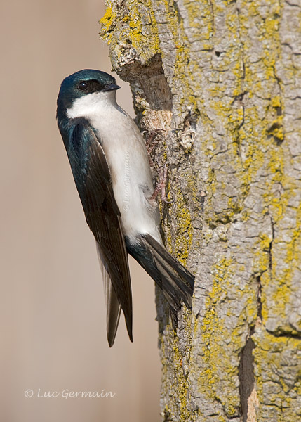 Photo - Hirondelle bicolore