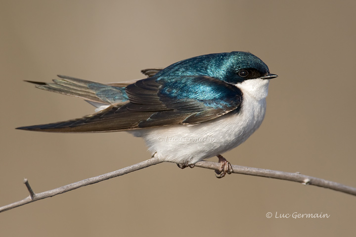 Photo - Hirondelle bicolore