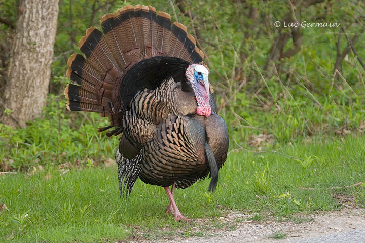 Photo - Wild Turkey