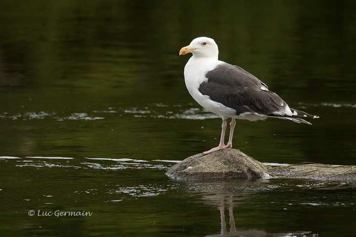 Photo - Great Black-backed Gull