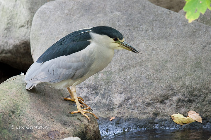 Photo - Black-crowned Night-Heron