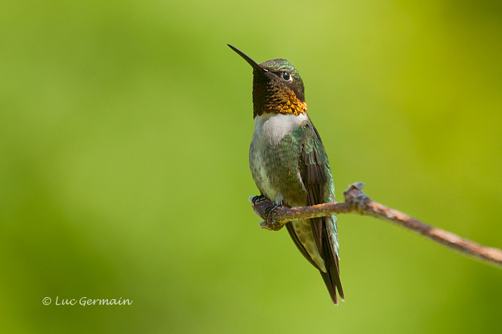 Photo - Colibri à gorge rubis