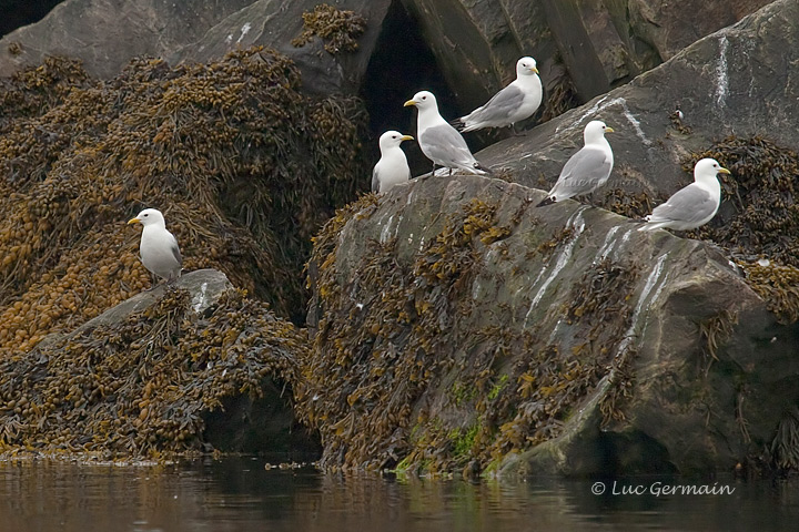 Photo - Black-legged Kittiwake