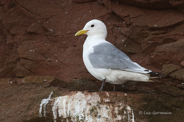 Photo - Black-legged Kittiwake