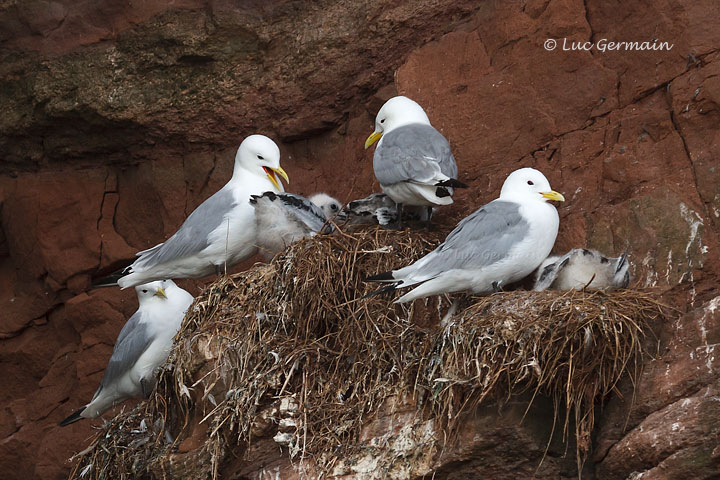 Photo - Black-legged Kittiwake