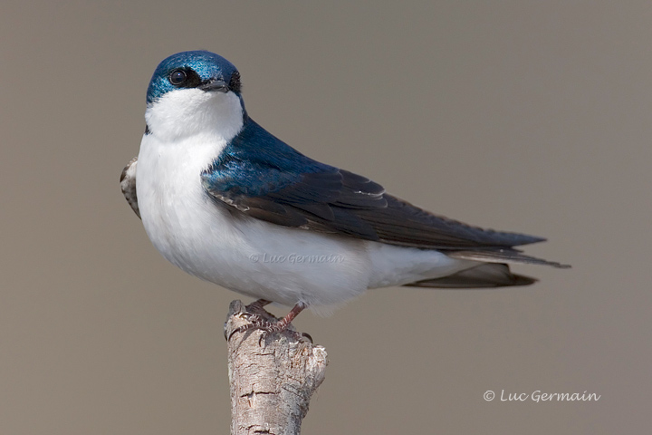 Photo - Tree Swallow