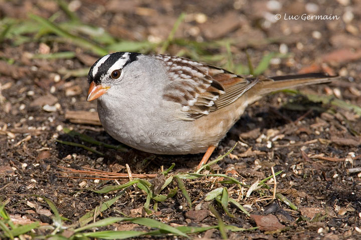 Photo - Bruant à couronne blanche