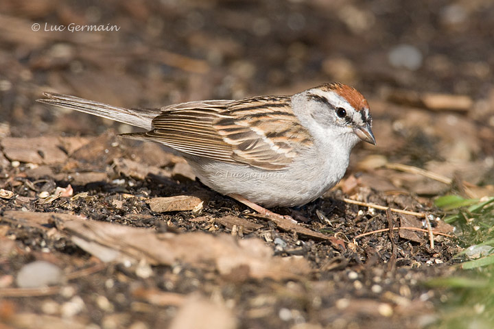 Photo - Chipping Sparrow