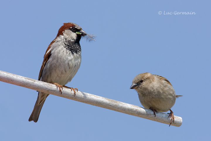 Photo - Moineau domestique