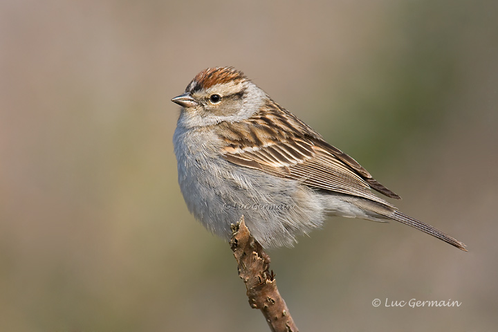 Photo - Bruant familier