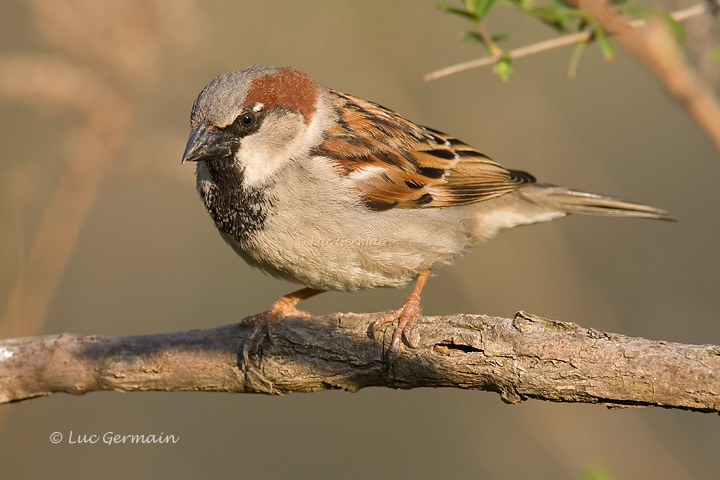 Photo - House Sparrow