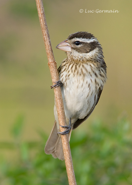 Photo - Rose-breasted Grosbeak