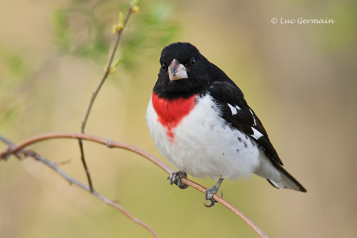 Photo - Rose-breasted Grosbeak