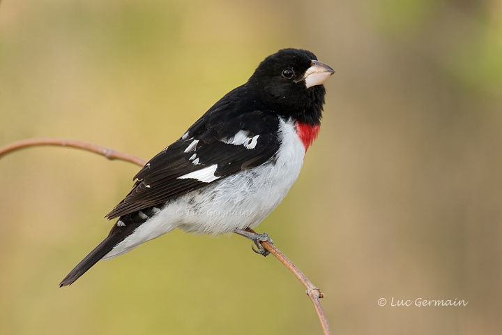 Photo - Rose-breasted Grosbeak