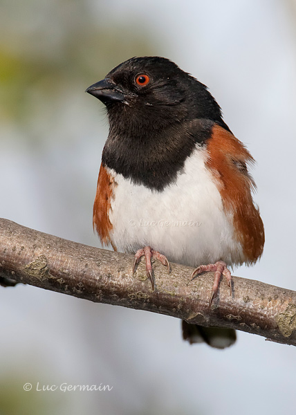 Photo - Eastern Towhee