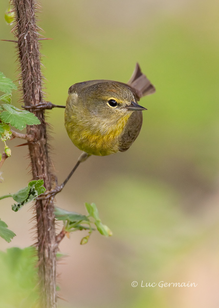 Photo - Orange-crowned Warbler