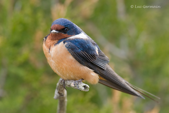 Photo - Hirondelle rustique