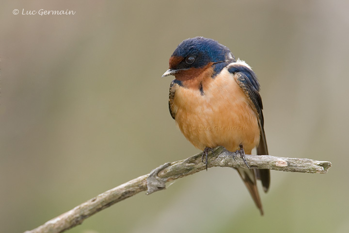 Photo - Barn Swallow