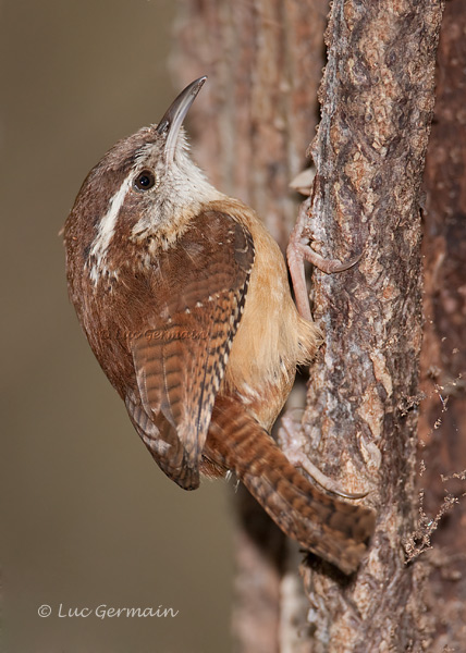 Photo - Carolina Wren