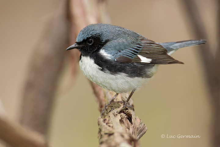 Photo - Black-throated Blue Warbler