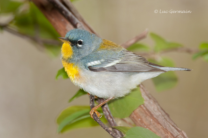 Photo - Northern Parula