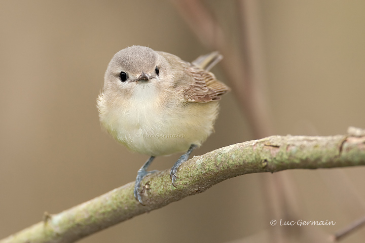 Photo - Warbling Vireo