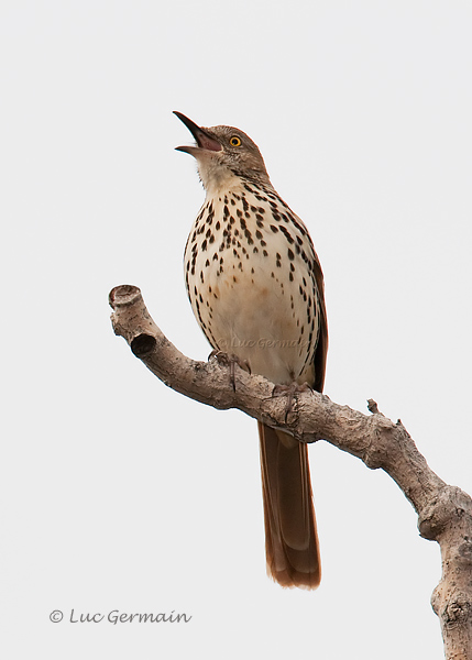 Photo - Brown Thrasher