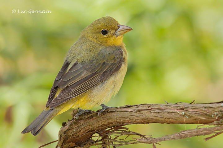 Photo - Scarlet Tanager