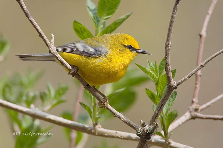 Photo - Blue-winged Warbler