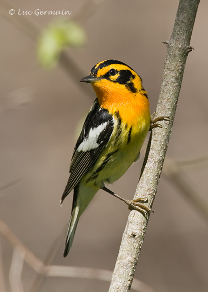 Photo - Blackburnian Warbler