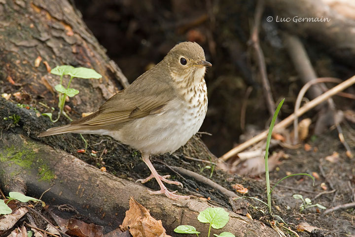 Photo - Swainson's Thrush