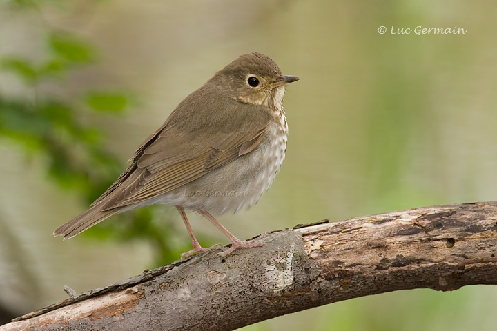 Photo - Swainson's Thrush