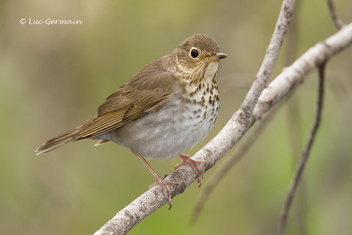 Photo - Swainson's Thrush