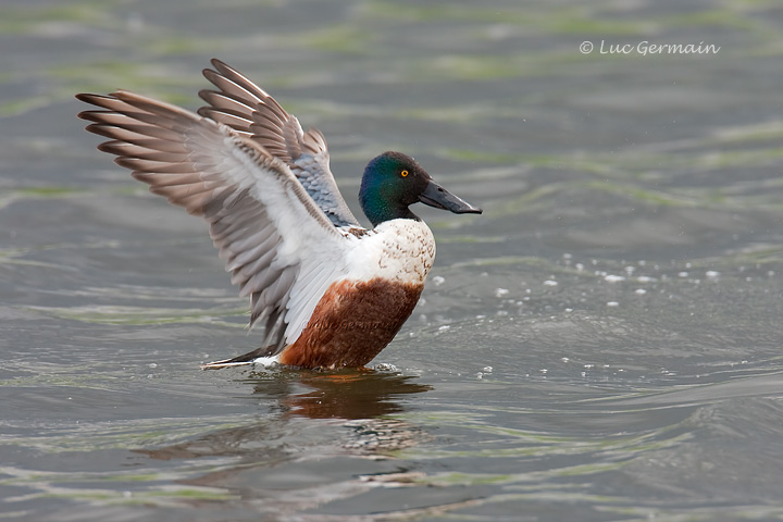 Photo - Canard souchet