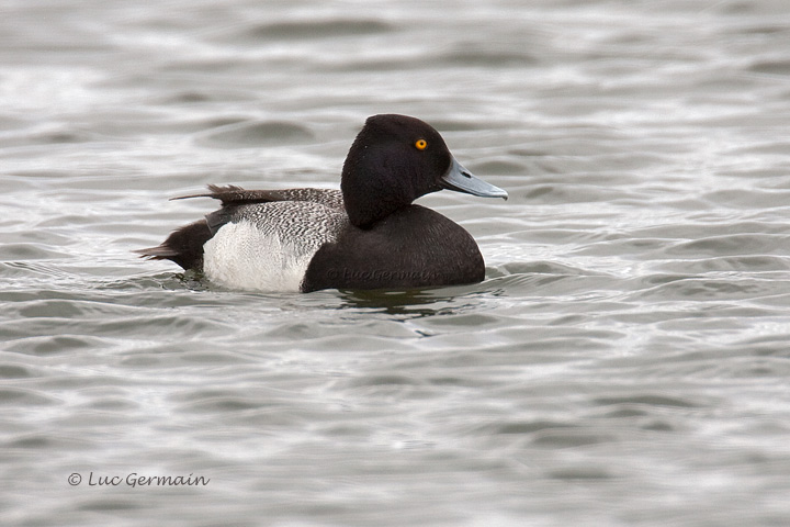 Photo - Lesser Scaup