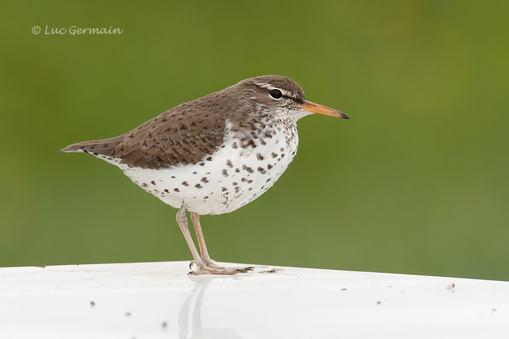 Photo - Spotted Sandpiper