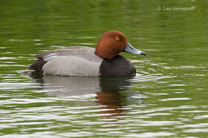 Photo - Redhead