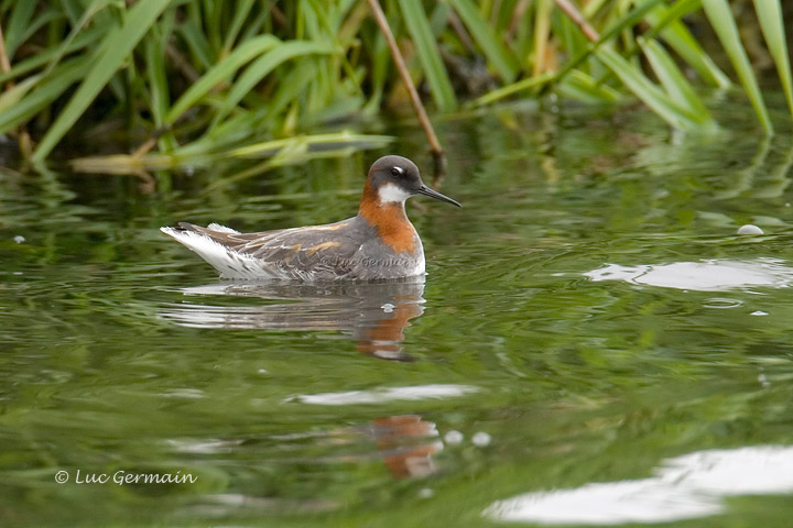 Photo - Red-necked Phalarope