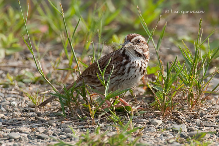 Photo - Song Sparrow