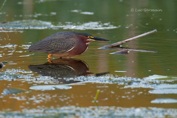 Photo - Green Heron